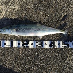 太刀魚、サゴシ